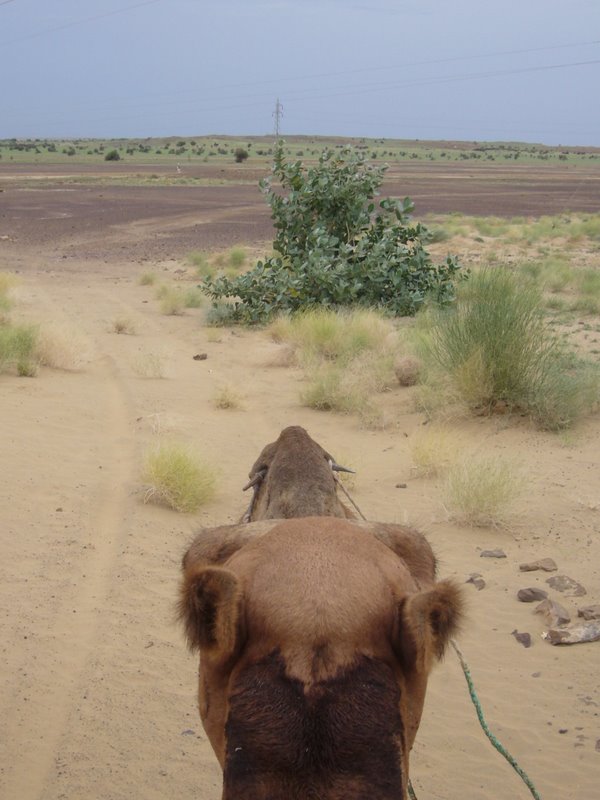 Travel - India - Rajasthan - Desert Camel Trip - Camel Safari